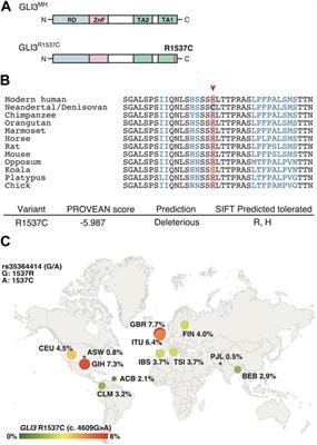 A Neanderthal/Denisovan GLI3 variant contributes to anatomical variations in mice